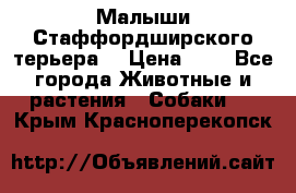 Малыши Стаффордширского терьера  › Цена ­ 1 - Все города Животные и растения » Собаки   . Крым,Красноперекопск